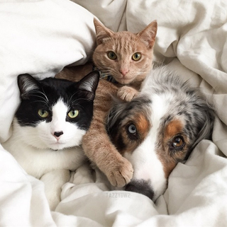 Illustration for article titled Cats and dogs being friends.